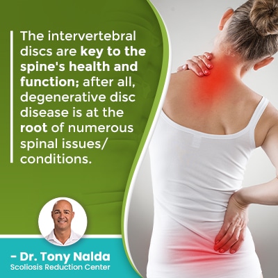 The intervertebral discs