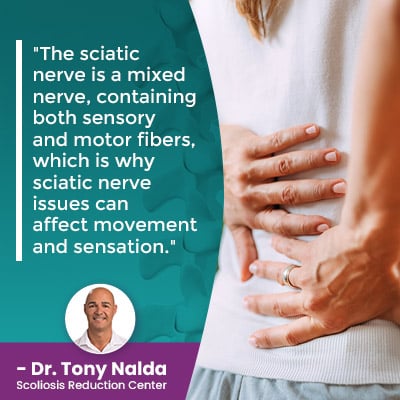 the sciatic nerve is a mixed nerve