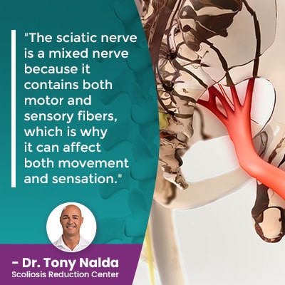 The sciatic nerve is a mixed