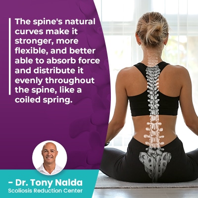 The spine's natural curves make