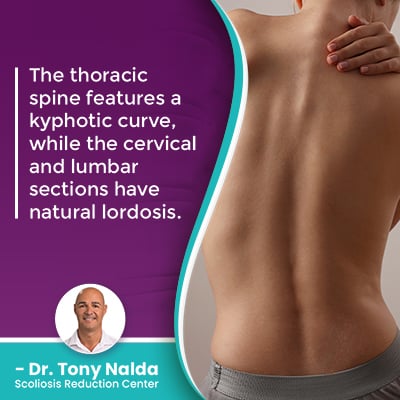 The thoracic spine features a