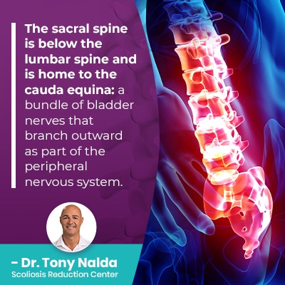 The sacral spine is below
