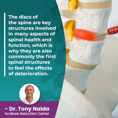 the discs of the spine