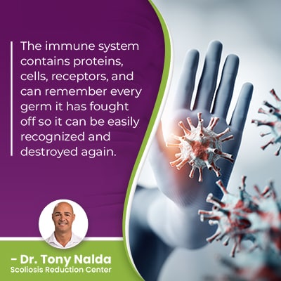 the immune system contains