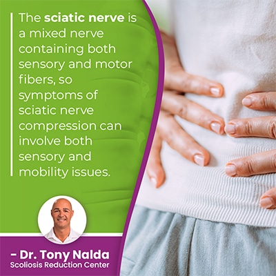 The sciatic nerve is a