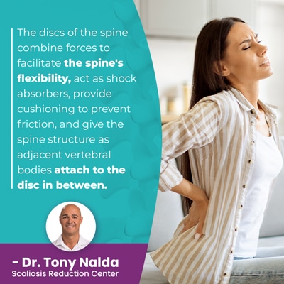 A visual representation of the quote from the text starting with “the discs of the spine combine"