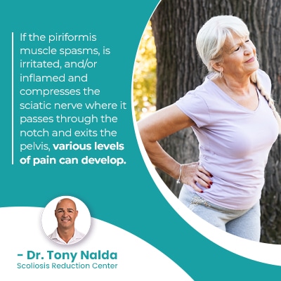 A visual representation of the quote from the text starting with “If the piriformis muscle spasms"
