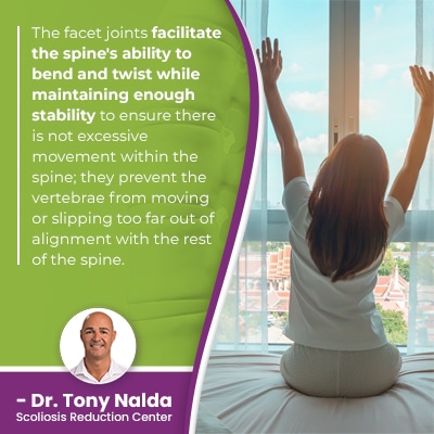 A visual representation of the quote from the text starting with “The facet joints facilitate the"