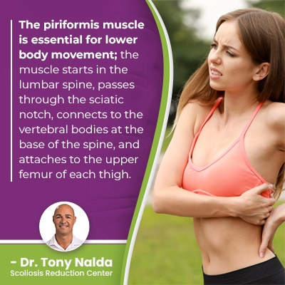 A visual representation of the quote from the text starting with “The piriformis muscle is essential"